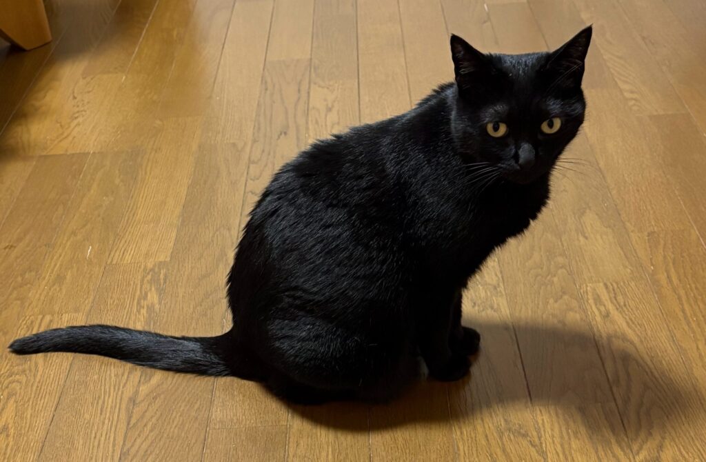 フローリングに座ってこちらを見る黒猫ガブリエル