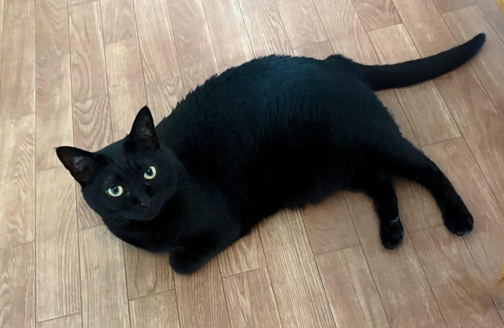 フローリングに寝そべってこちらを見る黒猫ガブリエル