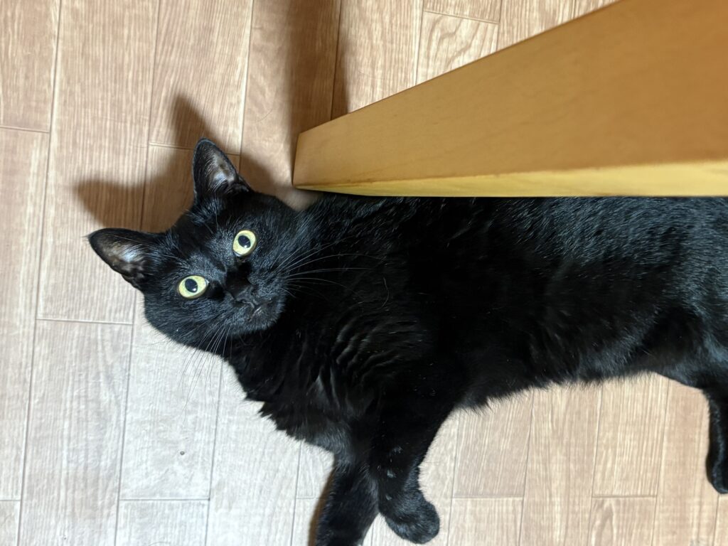 フローリングに寝そべってくつろぐ黒猫ガブリエル
