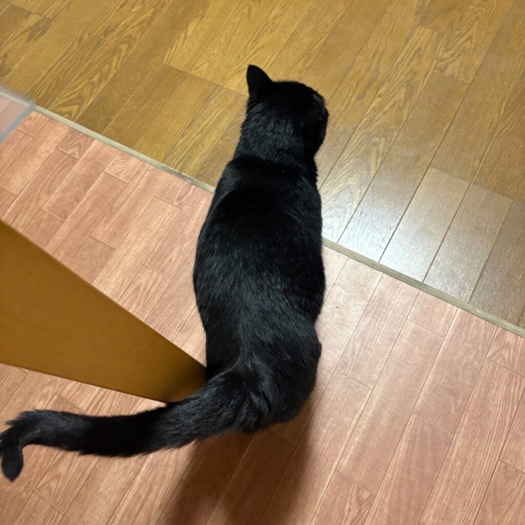 フローリングに座る黒猫ガブリエルの後ろ姿