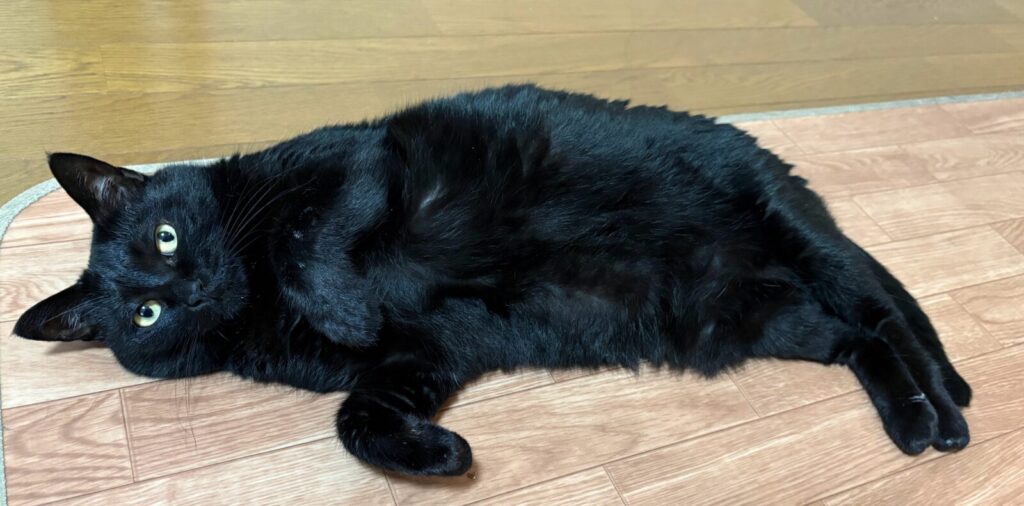 床に横たわって前脚を伸ばす黒猫ガブリエル