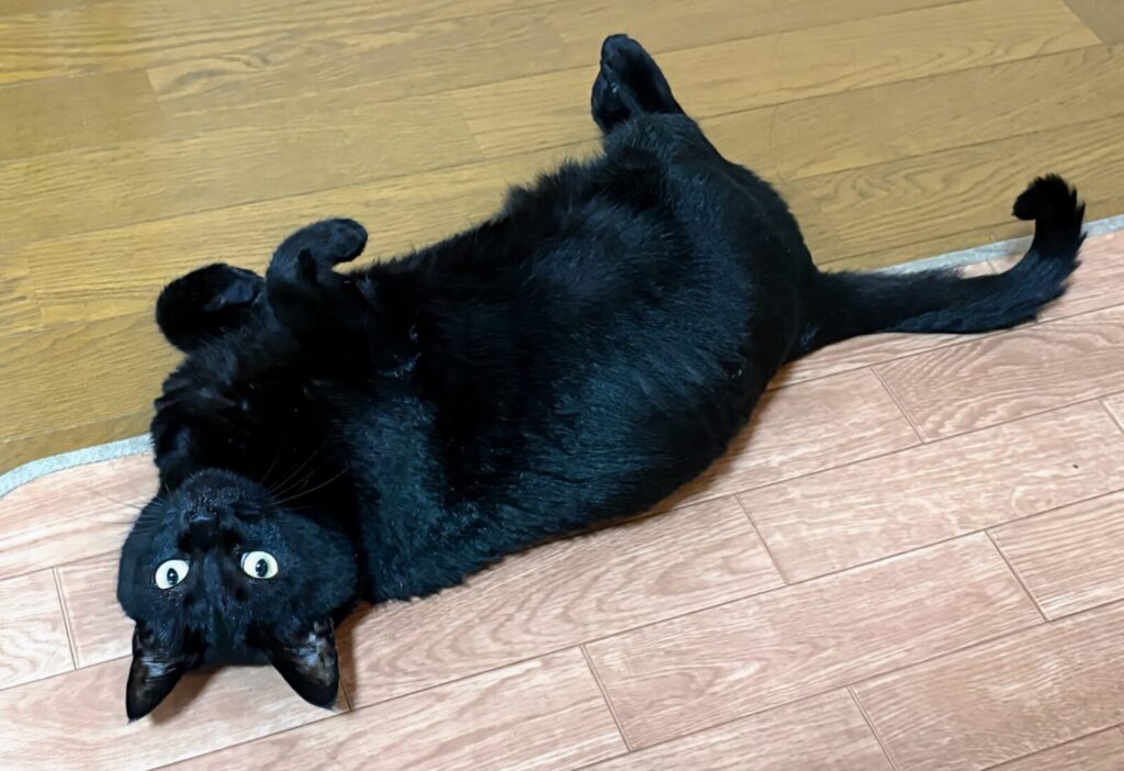 フローリングで仰向けになってくつろぐ黒猫ガブリエル