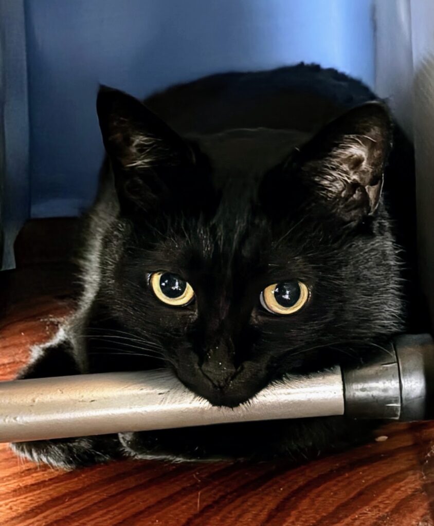 暗がりで目を光らせる黒猫ガブリエルの顔のアップ