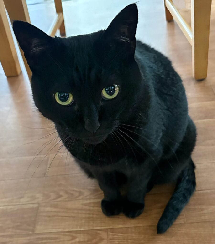 椅子の下からこちらを見上げる黒猫ガブリエル