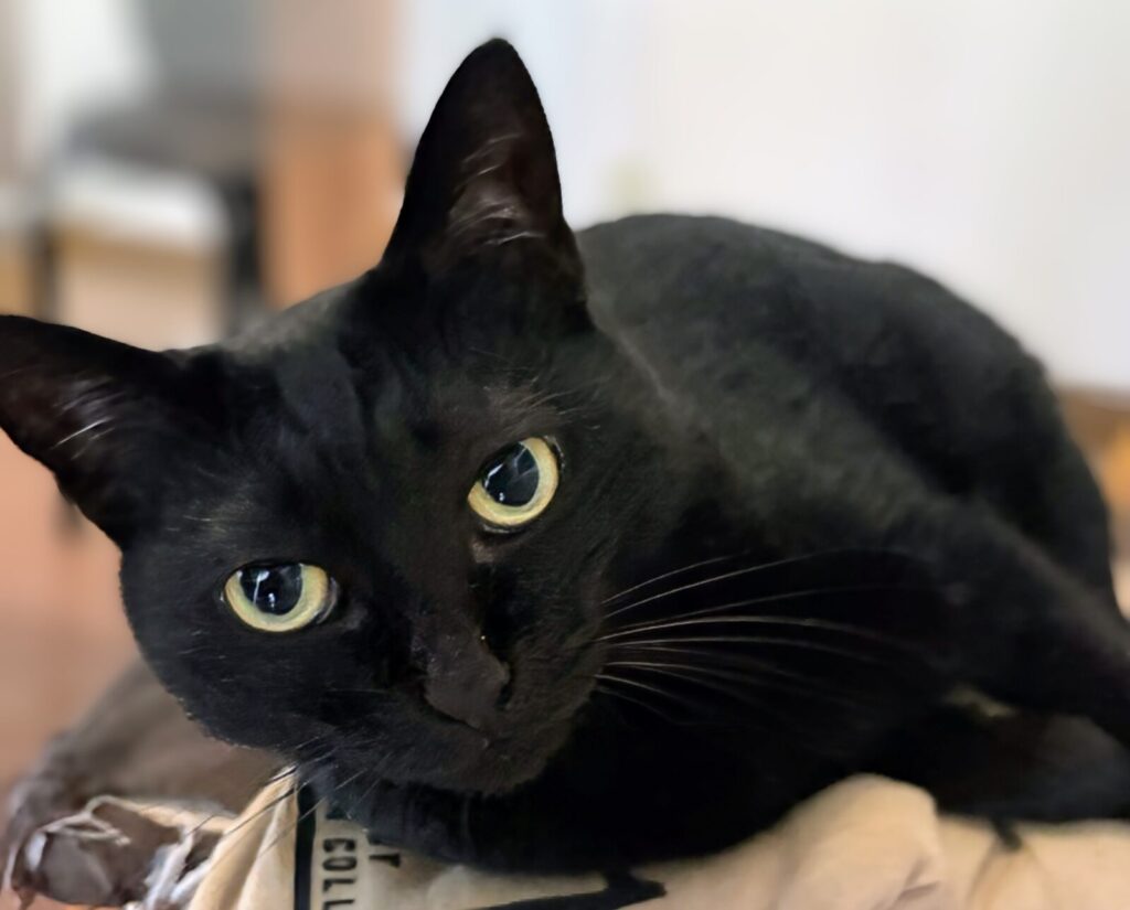 ノートパソコンのそばでくつろぐ猫のガブリエル