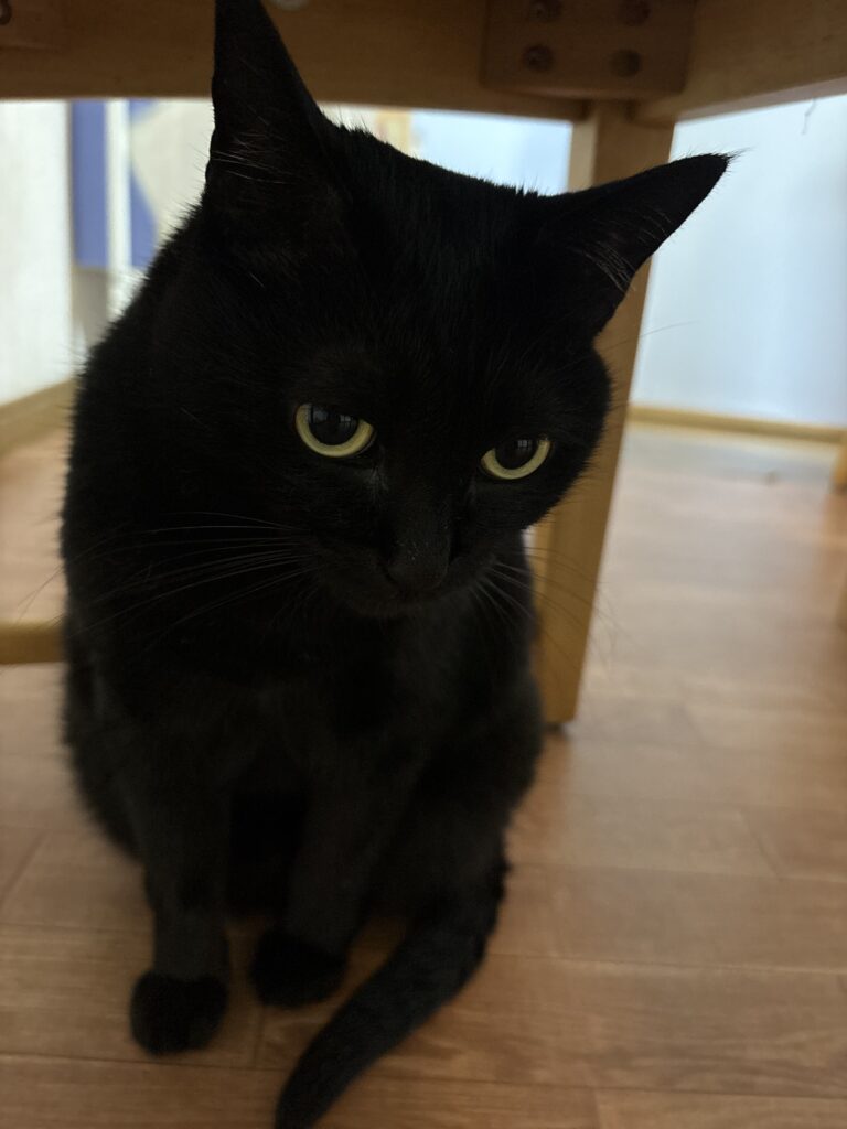 留守番中の黒猫ガブリエル