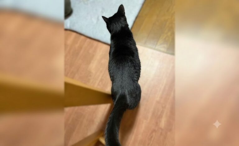 黒猫ガブリエル